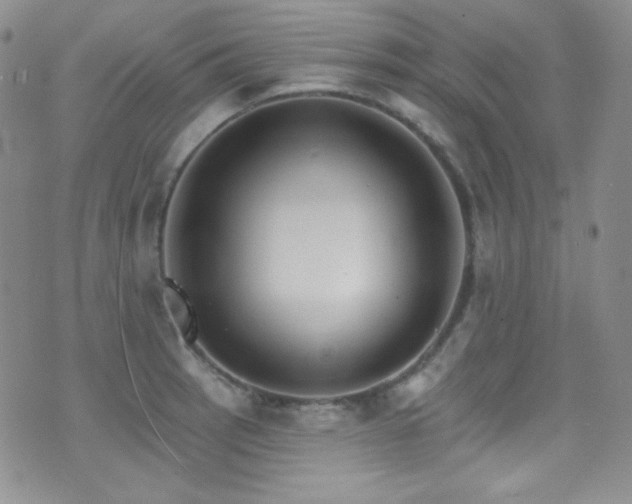 X0000077351137200610201318