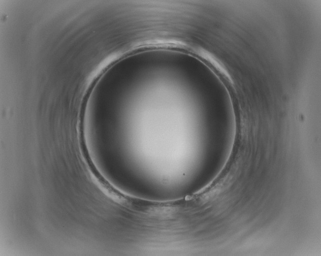 X0000077351237200610201316