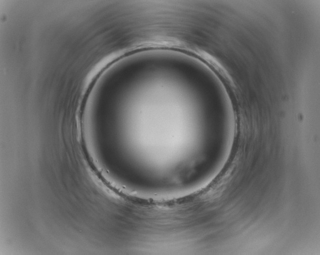 X0000077351238200610201316