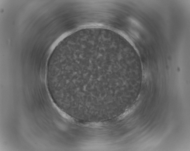 X0000077351245200610201316