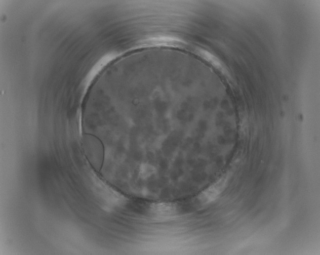 X0000077351275200610201315