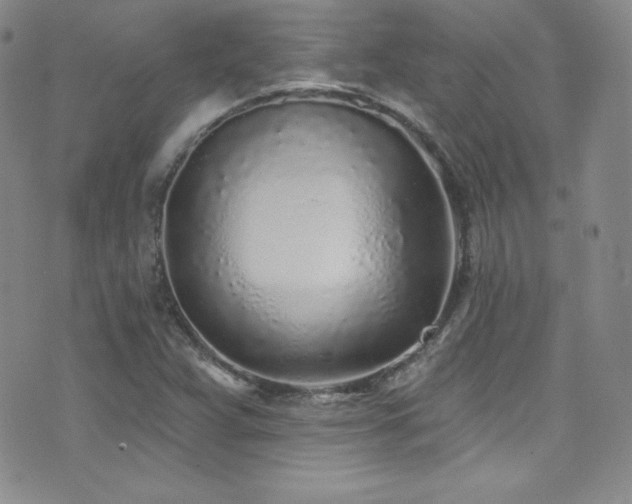 X0000077351359200610201314