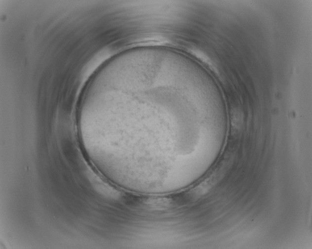 X0000077351466200610201312