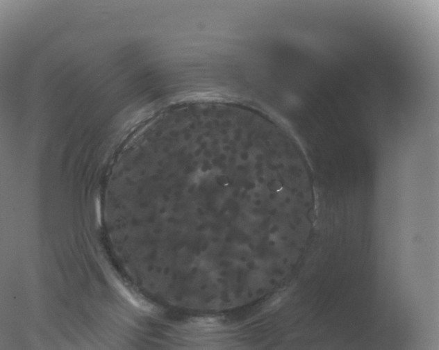 X0000077350061200610271839