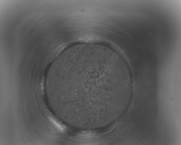 X0000077350065200610271839