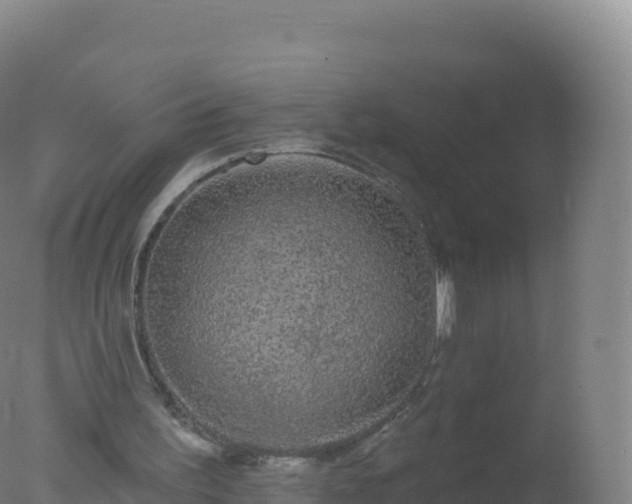 X0000077350195200610271837