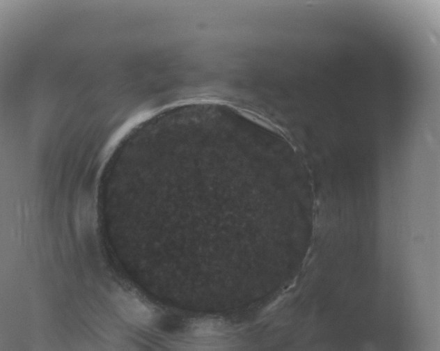 X0000077350200200610271837