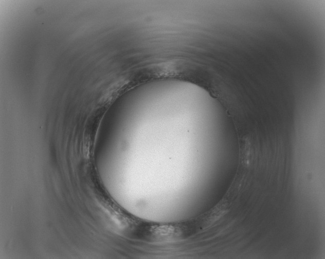 X0000077350230200610271836