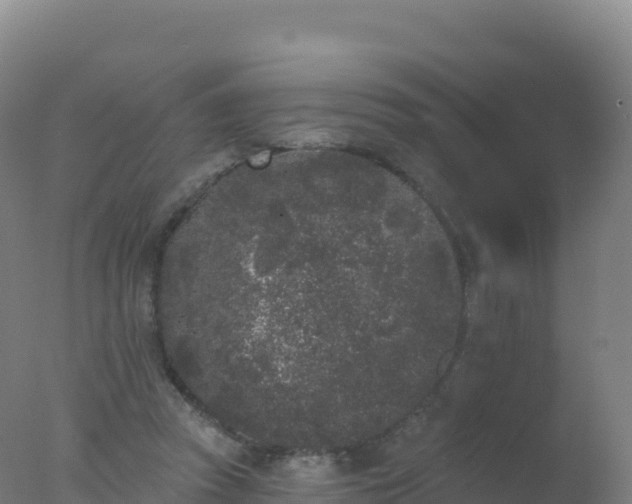 X0000077350353200610271834