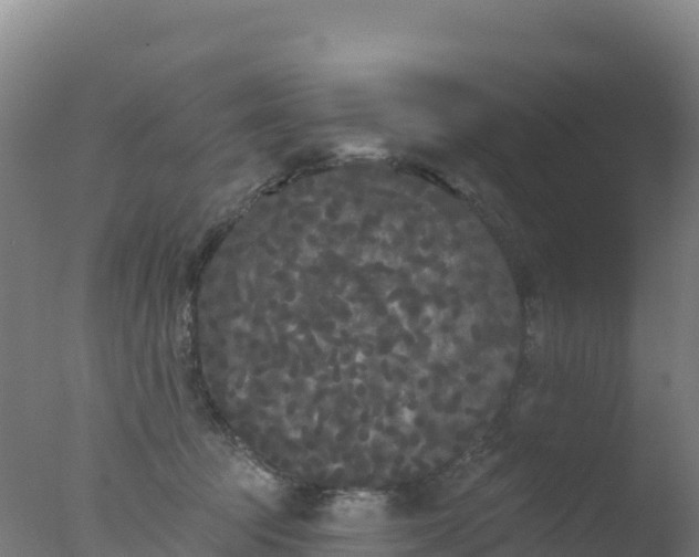 X0000077350369200610271834