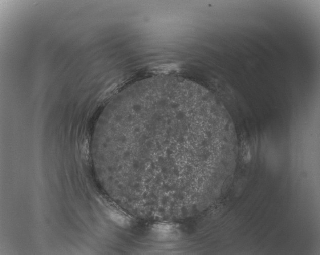 X0000077350375200610271834