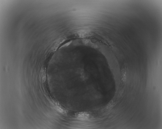 X0000077350471200610271833