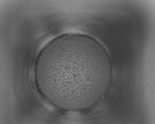 X0000077350487200610271832