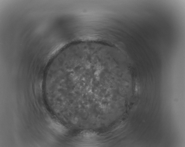 X0000077350491200610271832