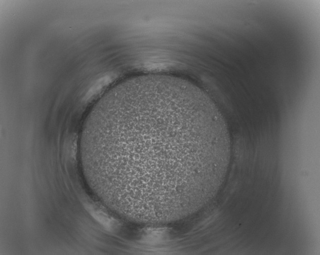 X0000077350495200610271832