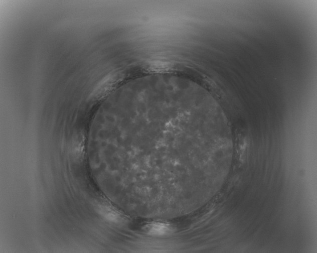 X0000077350507200610271832