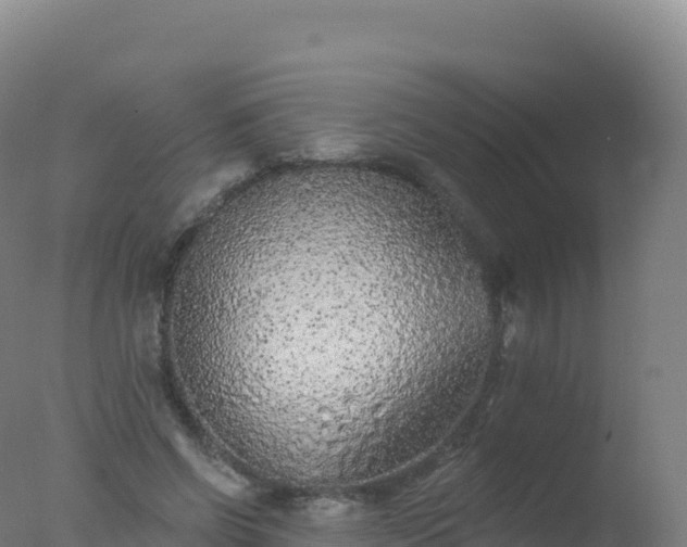 X0000077350542200610271831