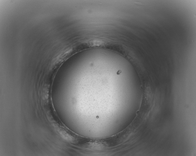 X0000077350545200610271831