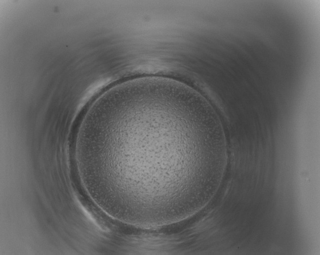 X0000077350626200610271829