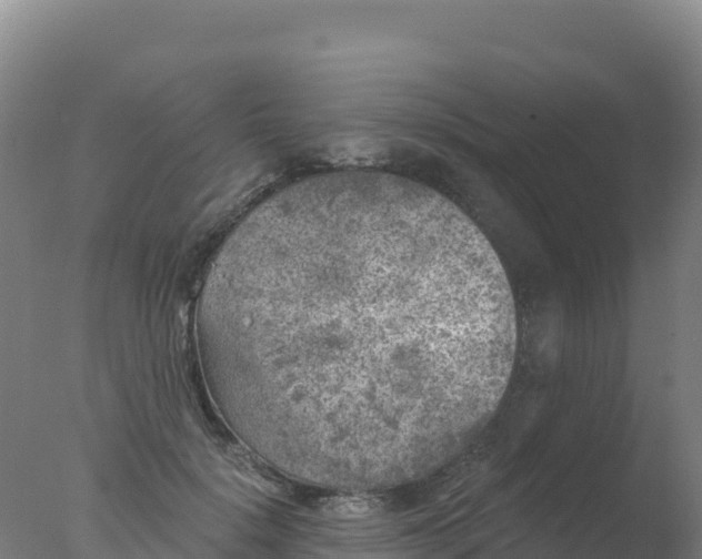 X0000077350652200610271829