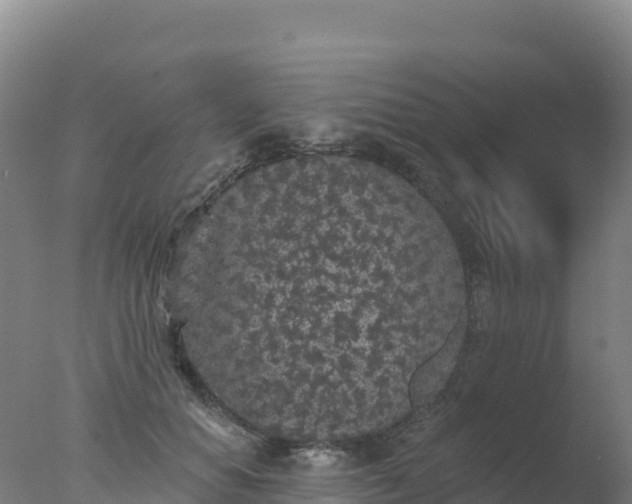 X0000077350654200610271829