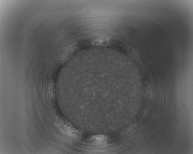 X0000077350659200610271829