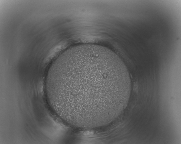 X0000077350687200610271829