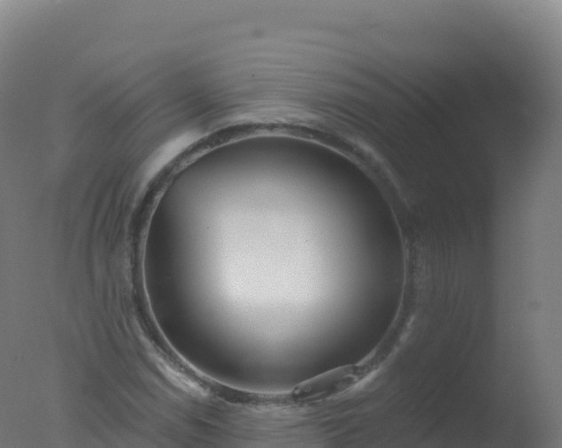 X0000077351114200610271821