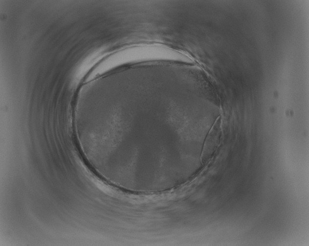 X0000077350005200611031833