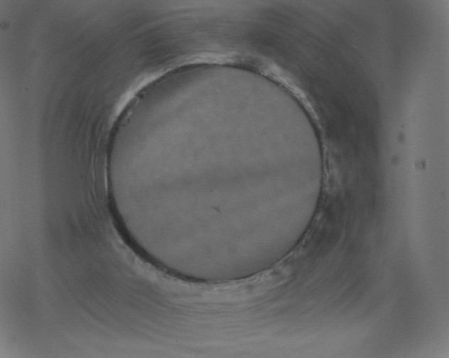 X0000077350011200611031833