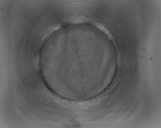 X0000077350018200611031832