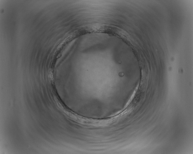 X0000077350048200611031832