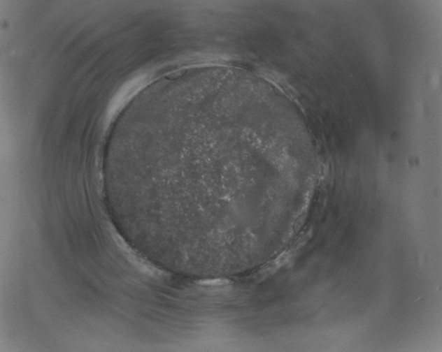 X0000077350053200611031831