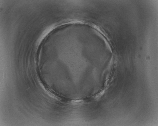 X0000077350055200611031831