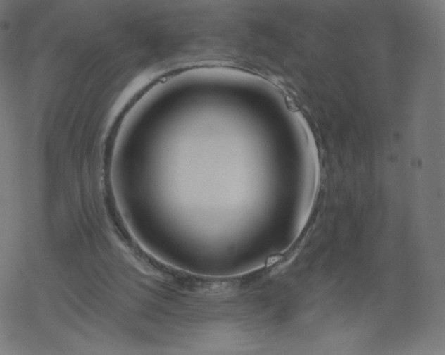 X0000077350056200611031831