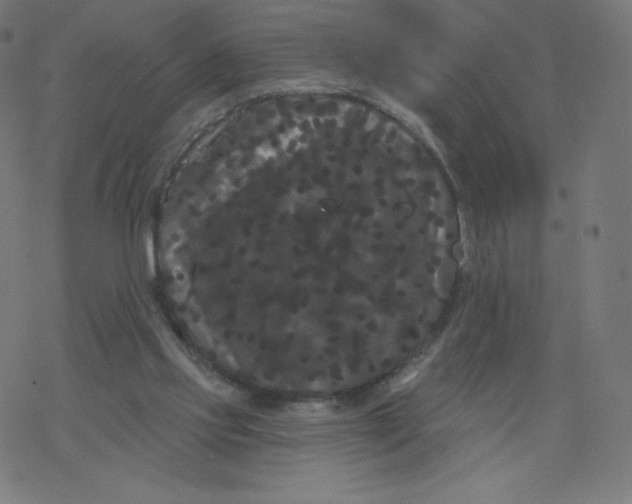 X0000077350061200611031831