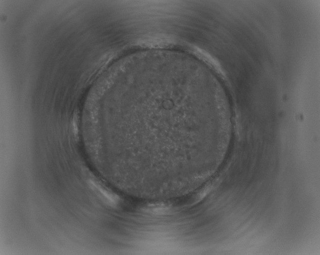 X0000077350065200611031831