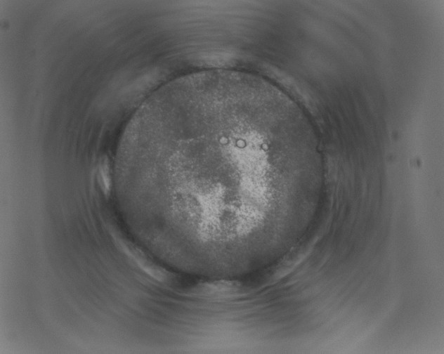 X0000077350069200611031831