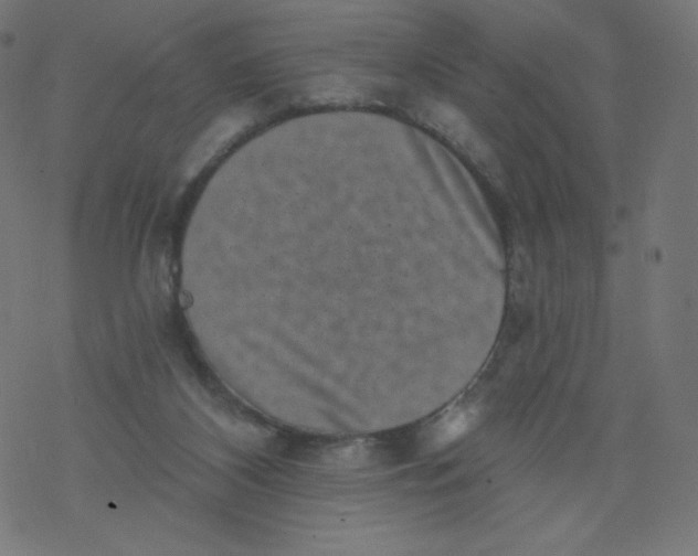 X0000077350116200611031831