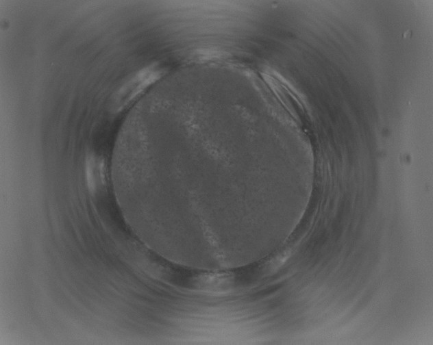 X0000077350117200611031831