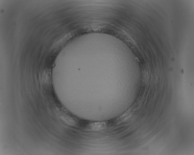 X0000077350126200611031831