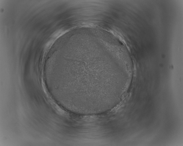 X0000077350145200611031830