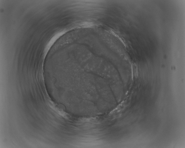 X0000077350147200611031830