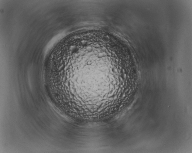 X0000077350149200611031830