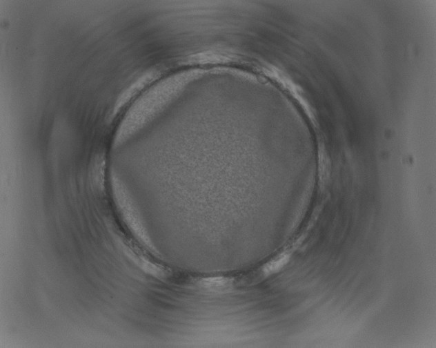 X0000077350153200611031830