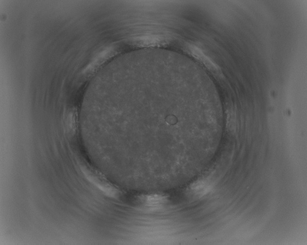 X0000077350165200611031830