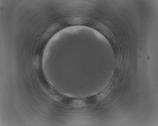 X0000077350167200611031830