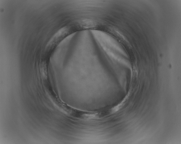 X0000077350170200611031830