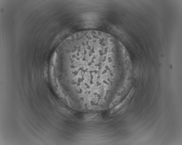 X0000077350175200611031830