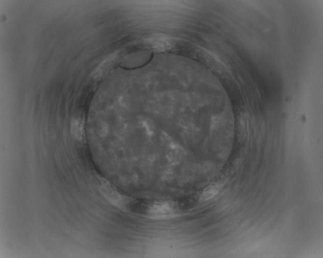 X0000077350177200611031830